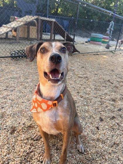 Enlarge Cooper `A PRIORITY PET`, a Adoptable mixed breed in Columbia, SC image 2/3