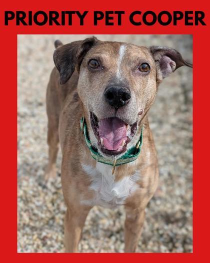 Enlarge Cooper `A PRIORITY PET`, a Adoptable mixed breed in Columbia, SC image 3/3