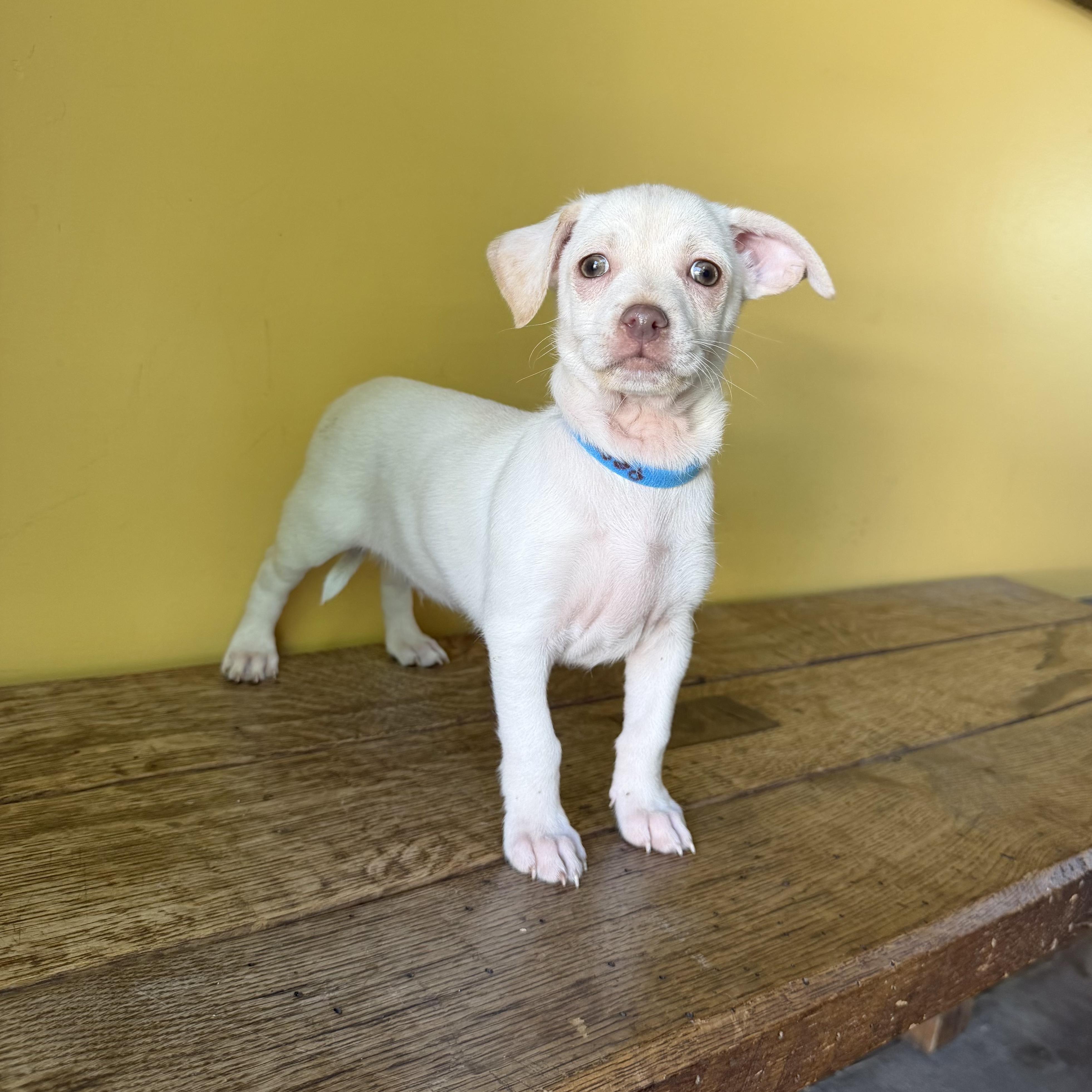 Peanut, an adopted mixed breed in Boulder, CO image 5/6