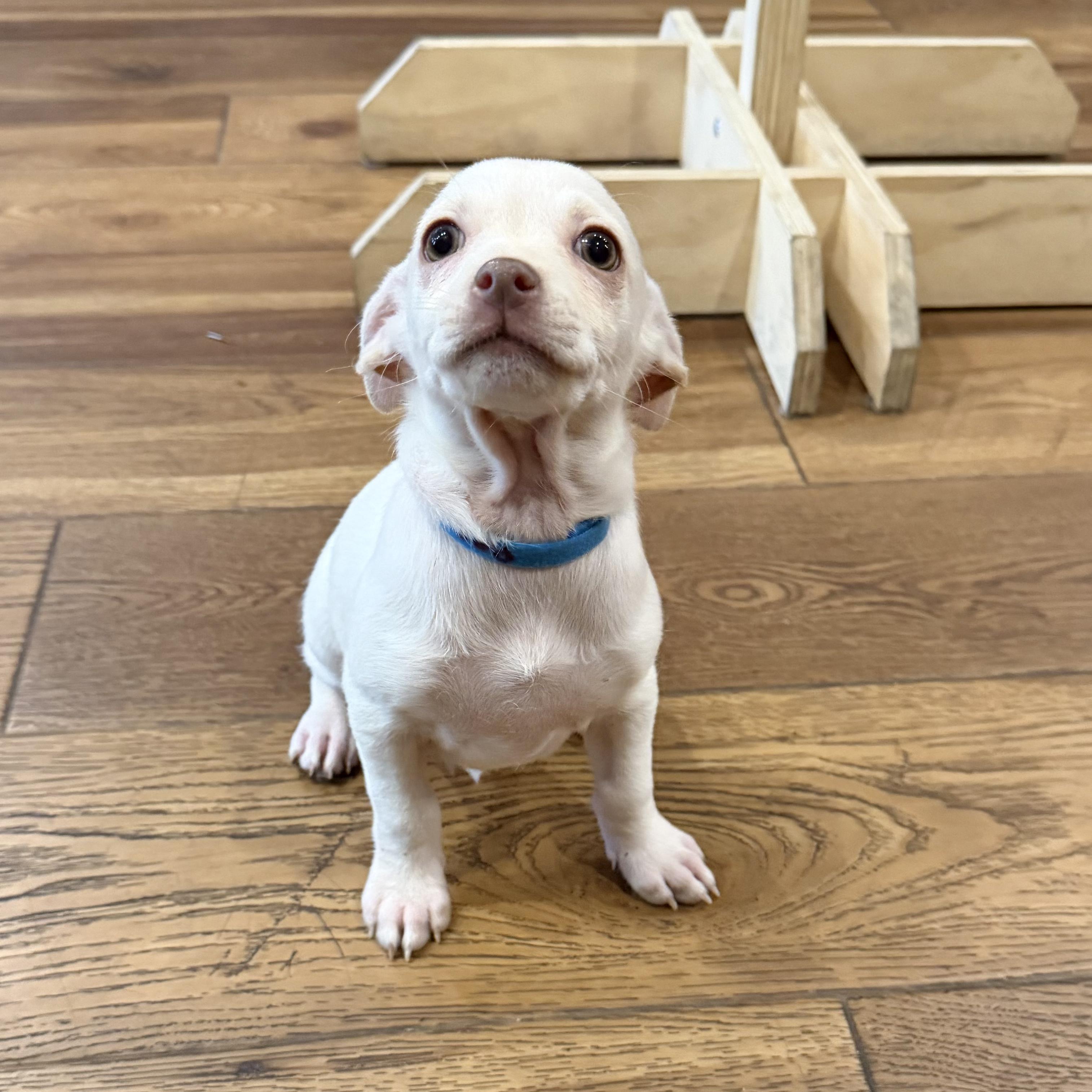 Peanut, an adopted mixed breed in Boulder, CO image 2/6