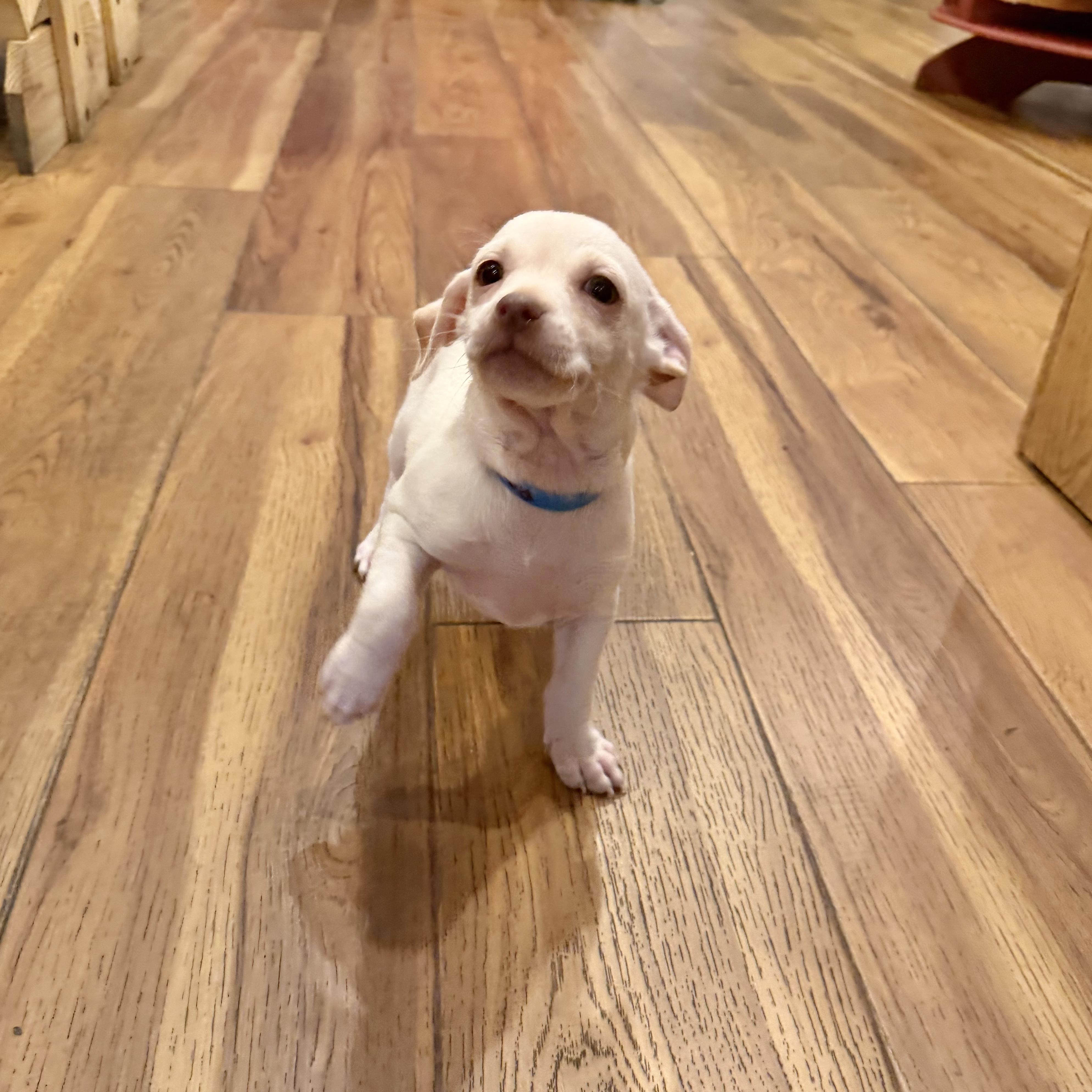 Peanut, an adopted mixed breed in Boulder, CO image 3/6
