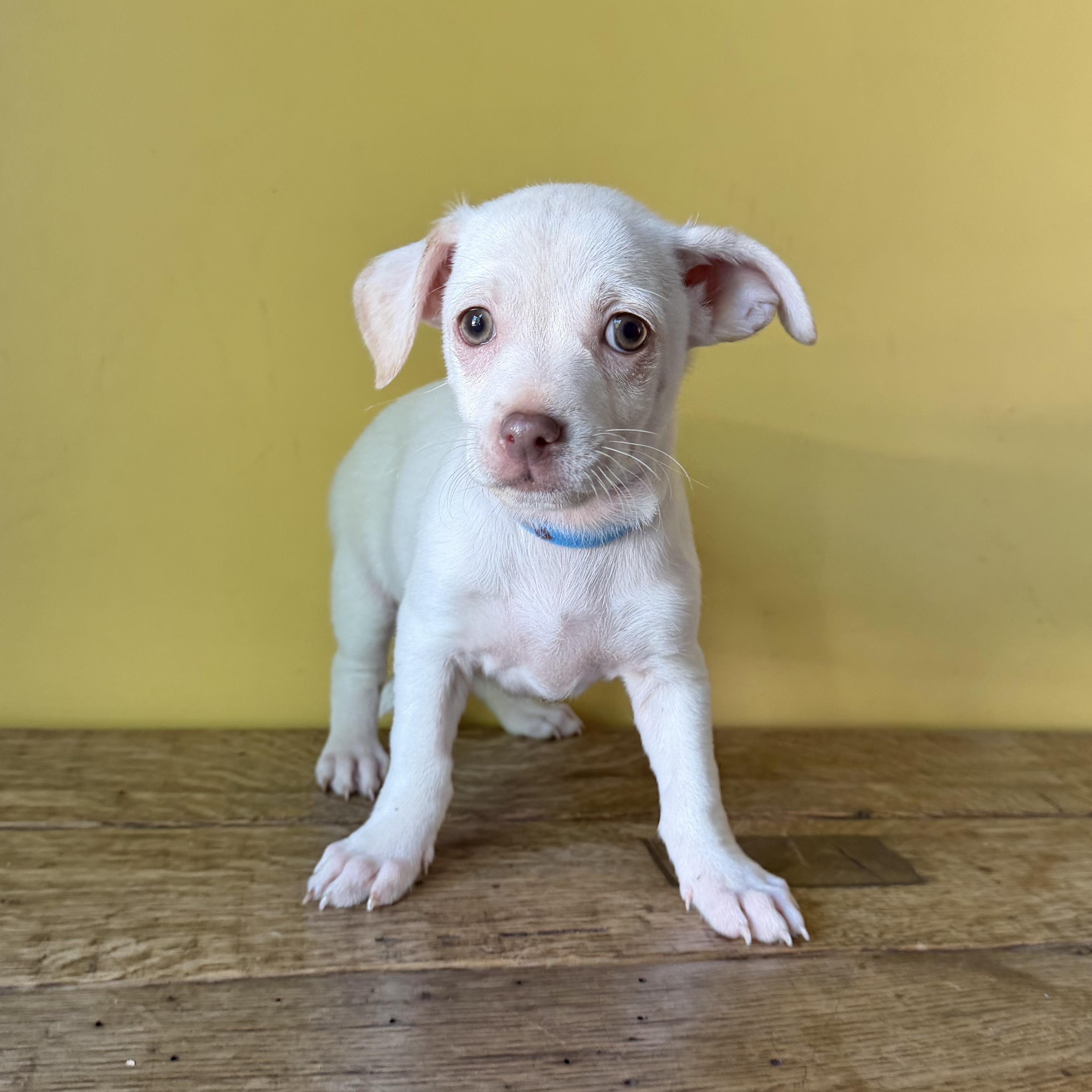 Peanut, an adopted mixed breed in Boulder, CO image 1/6