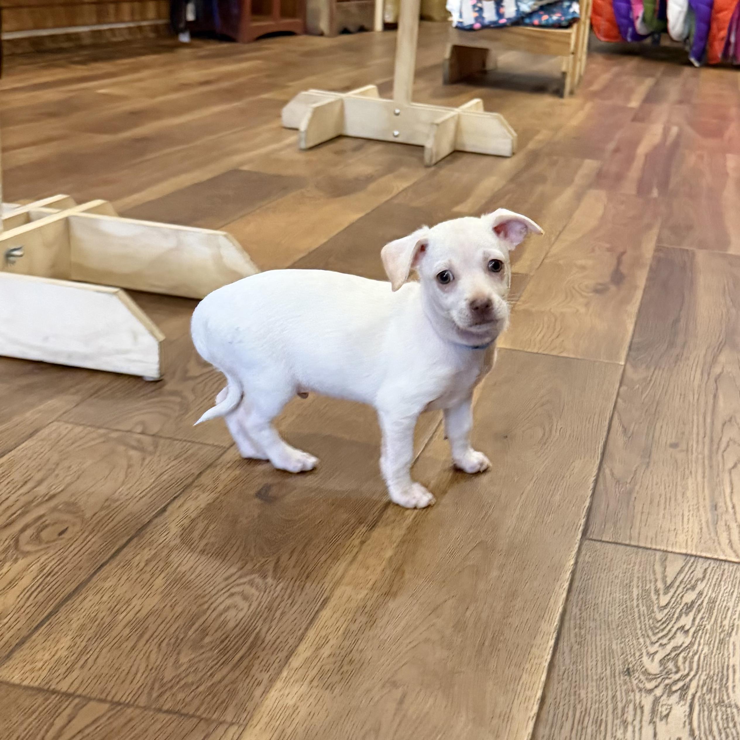 Peanut, an adopted mixed breed in Boulder, CO image 4/6