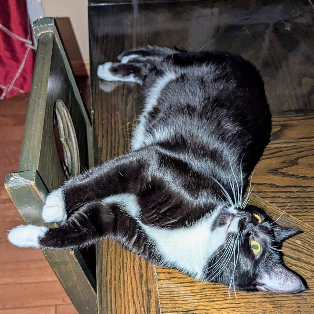 Magnificent, Adoptable, Adult Female Domestic Short Hair.