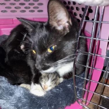 Enlarge Magnificent, a Adoptable Domestic Short Hair in Hanna City, IL image 2/2