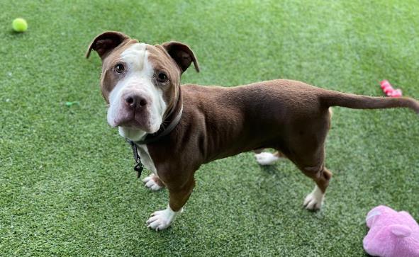 SMILEYS, Adoptable, Adult Male Pit Bull Terrier.
