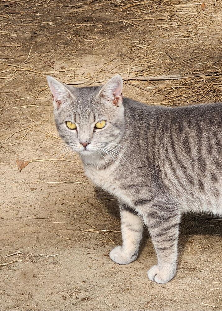 D.C., Adoptable, Adult Male Domestic Short Hair.