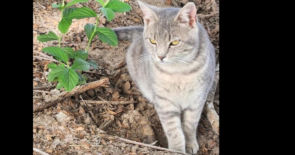 D.C., a Adoptable Domestic Short Hair in Saint Augustine, FL image 2/2