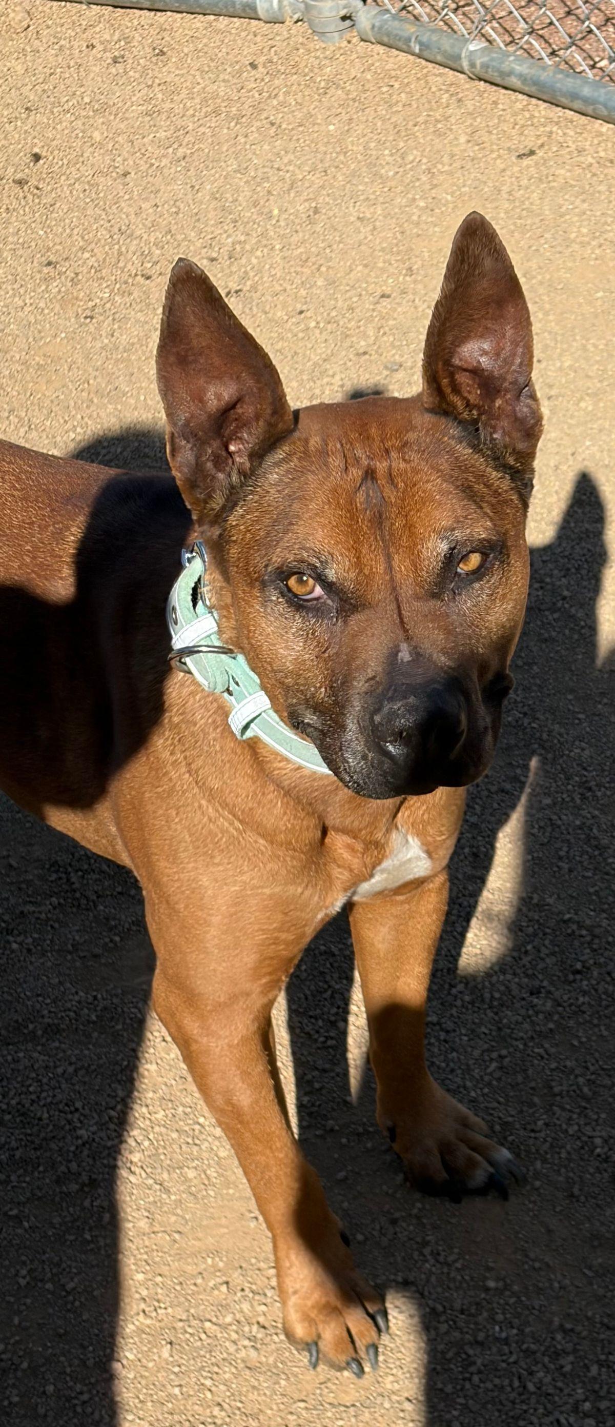 Enlarge Izzy, a Adoptable Shepherd in Kingman, AZ image 1/3
