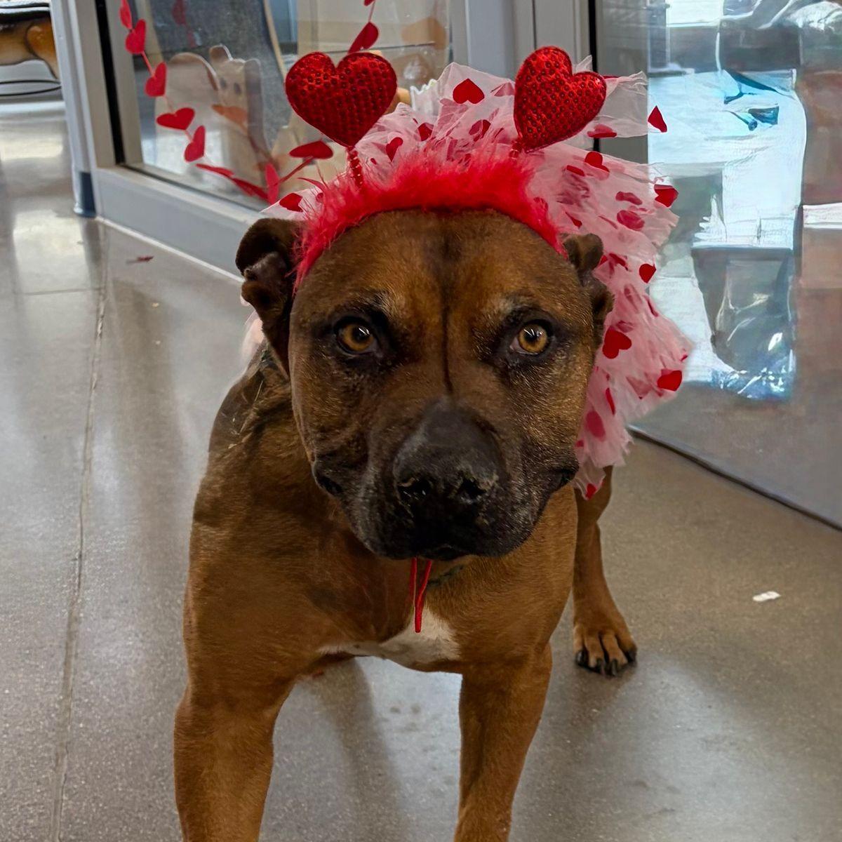 Enlarge Izzy, a Adoptable Shepherd in Kingman, AZ image 2/3