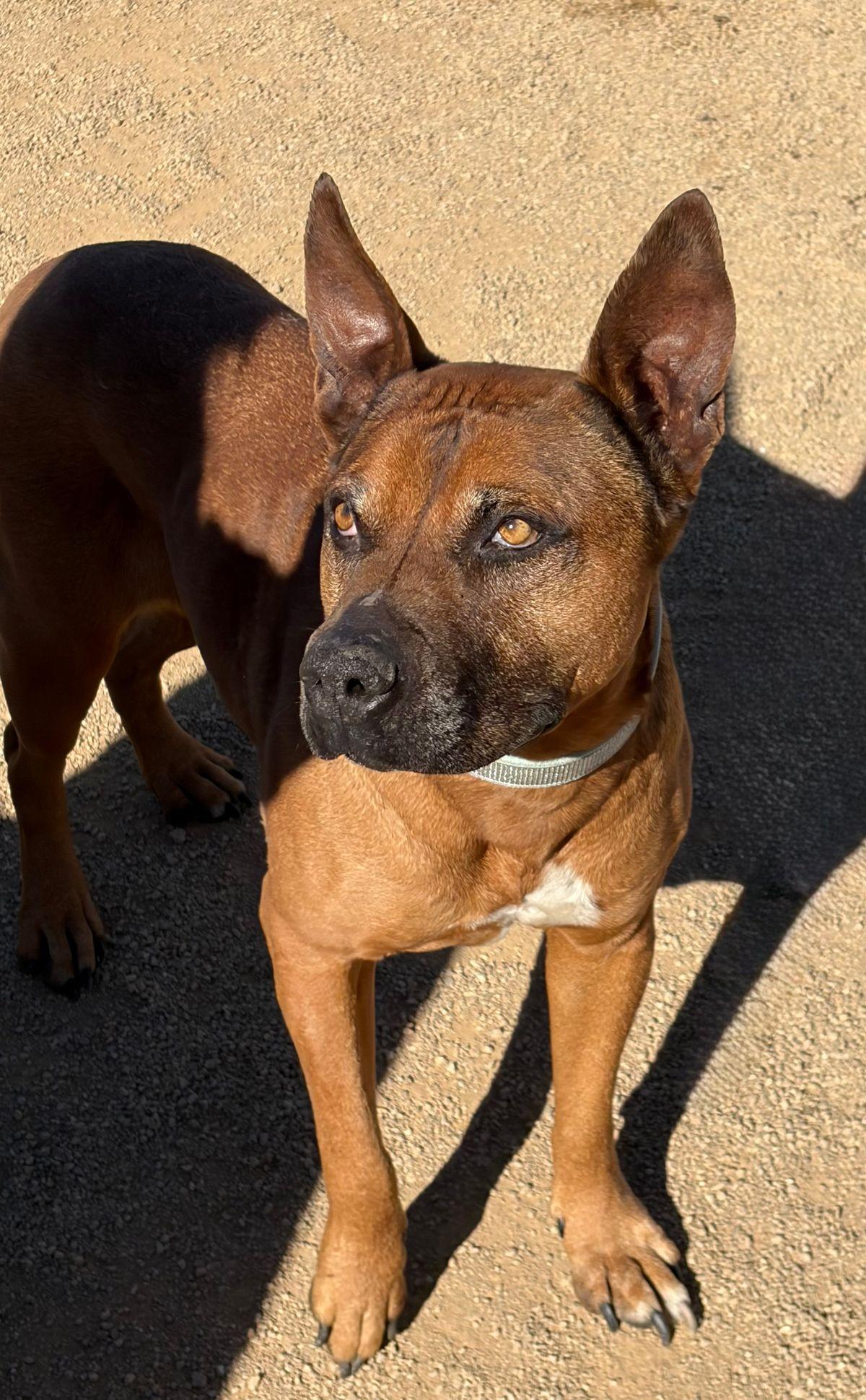 Enlarge Izzy, a Adoptable Shepherd in Kingman, AZ image 3/3