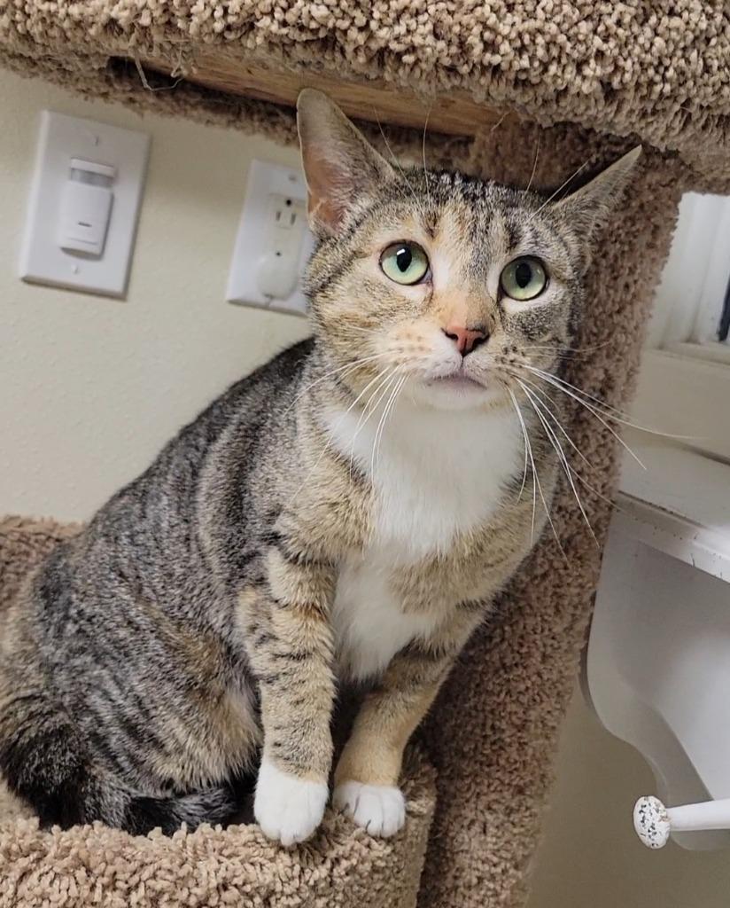 ARIA, Adoptable, Young Female Domestic Short Hair.