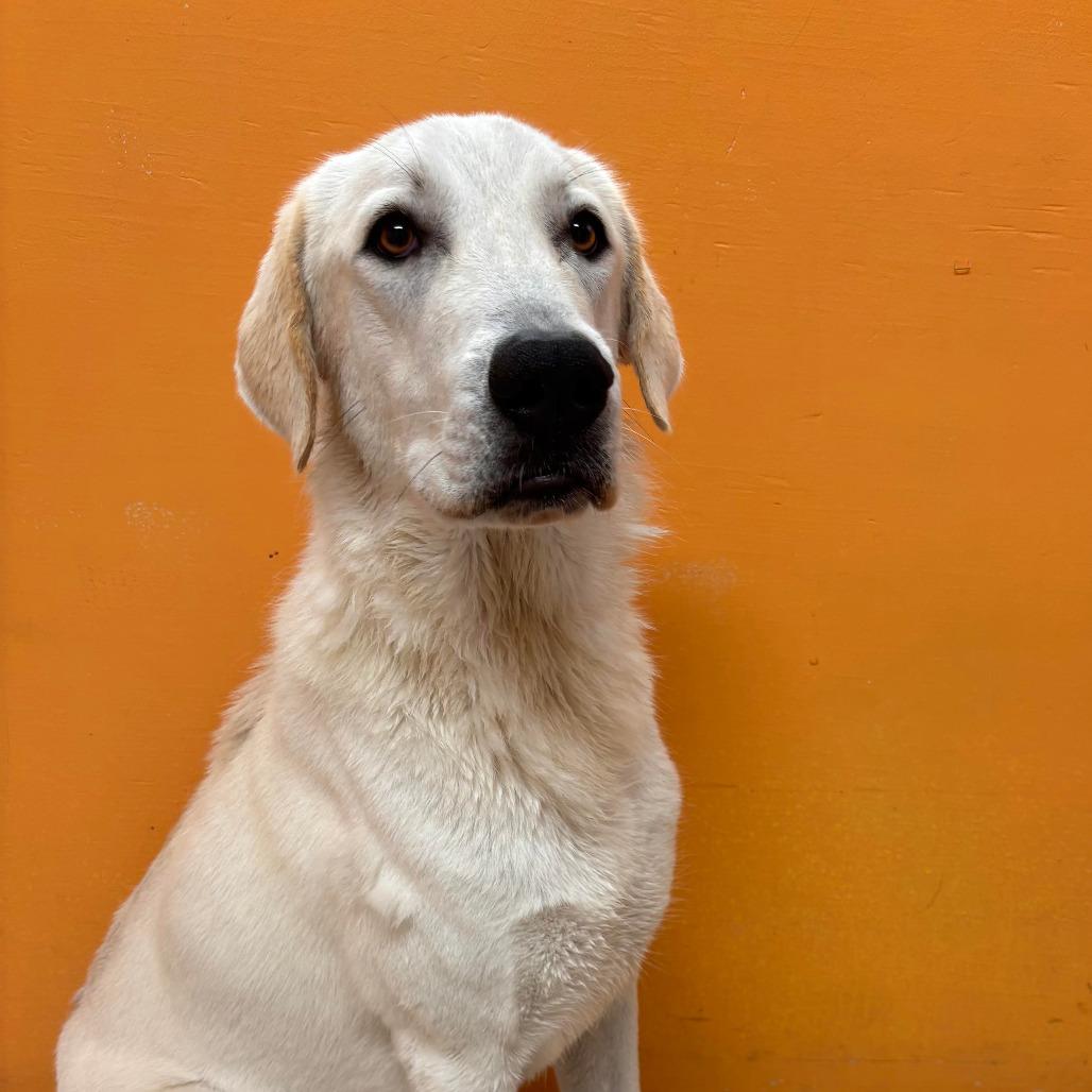 Enlarge PEACHES, an adoptable mixed breed in Joshua Tree, CA image 1/1