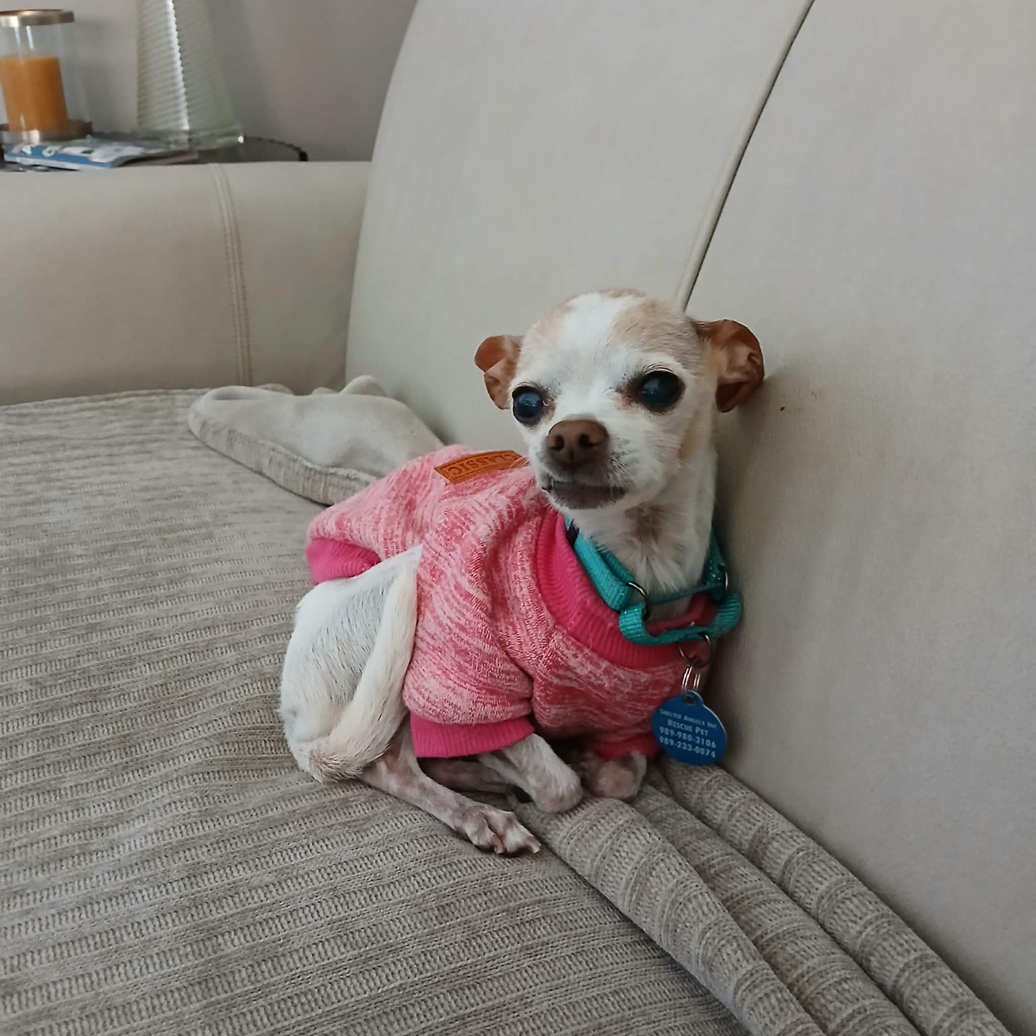 Angel, ADOPTABLE, Senior Female Chihuahua.
