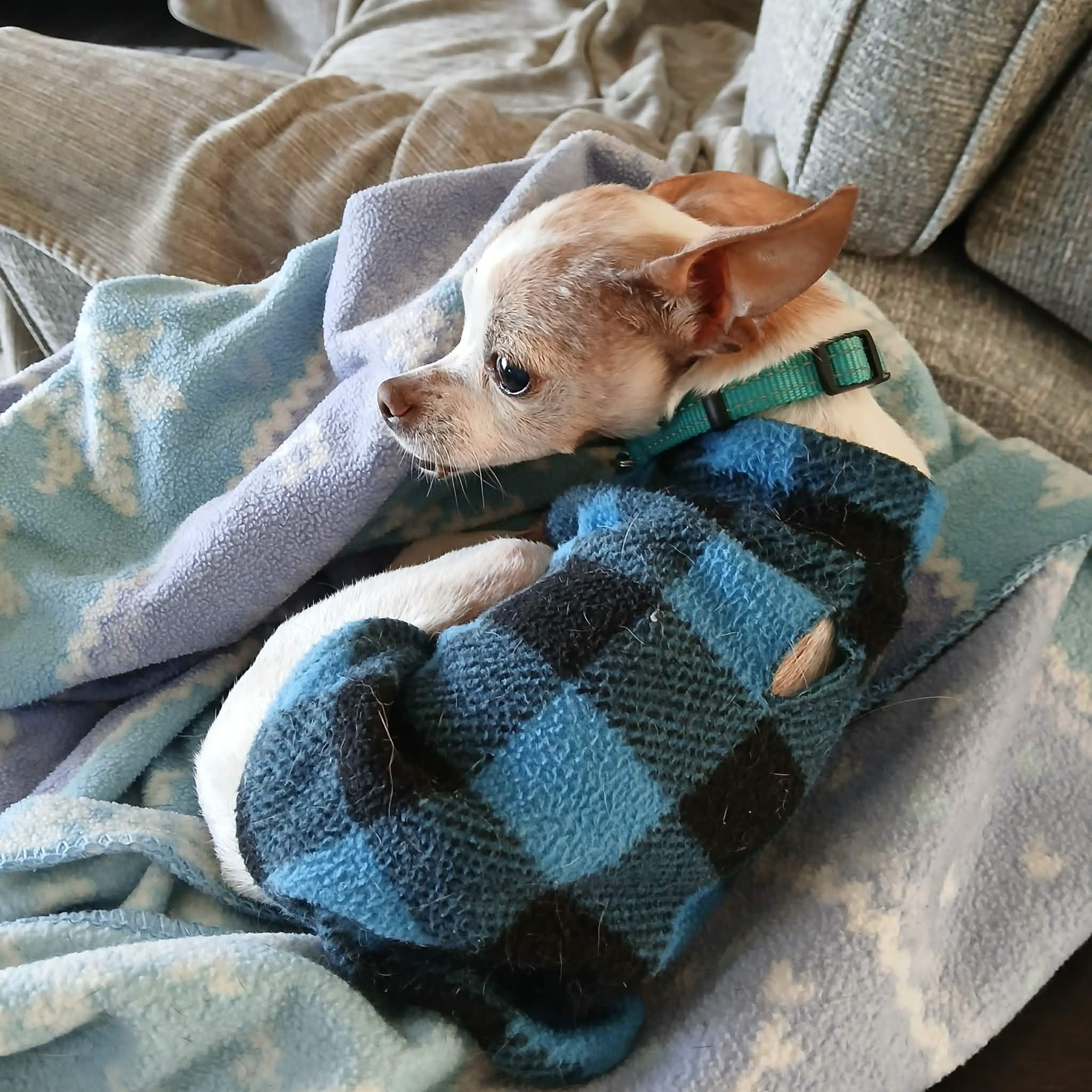 Enlarge Angel, a ADOPTABLE Chihuahua in Linwood, MI image 5/5