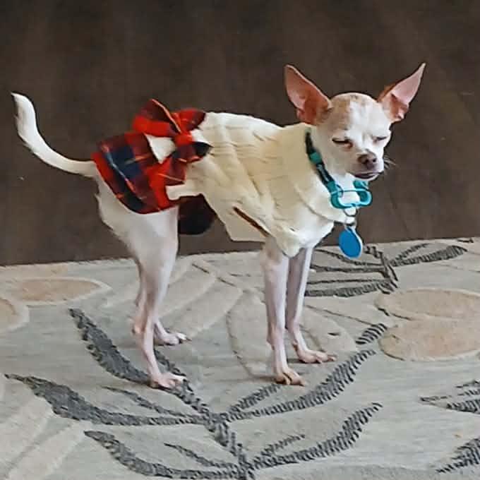 Enlarge Angel, a ADOPTABLE Chihuahua in Linwood, MI image 3/5