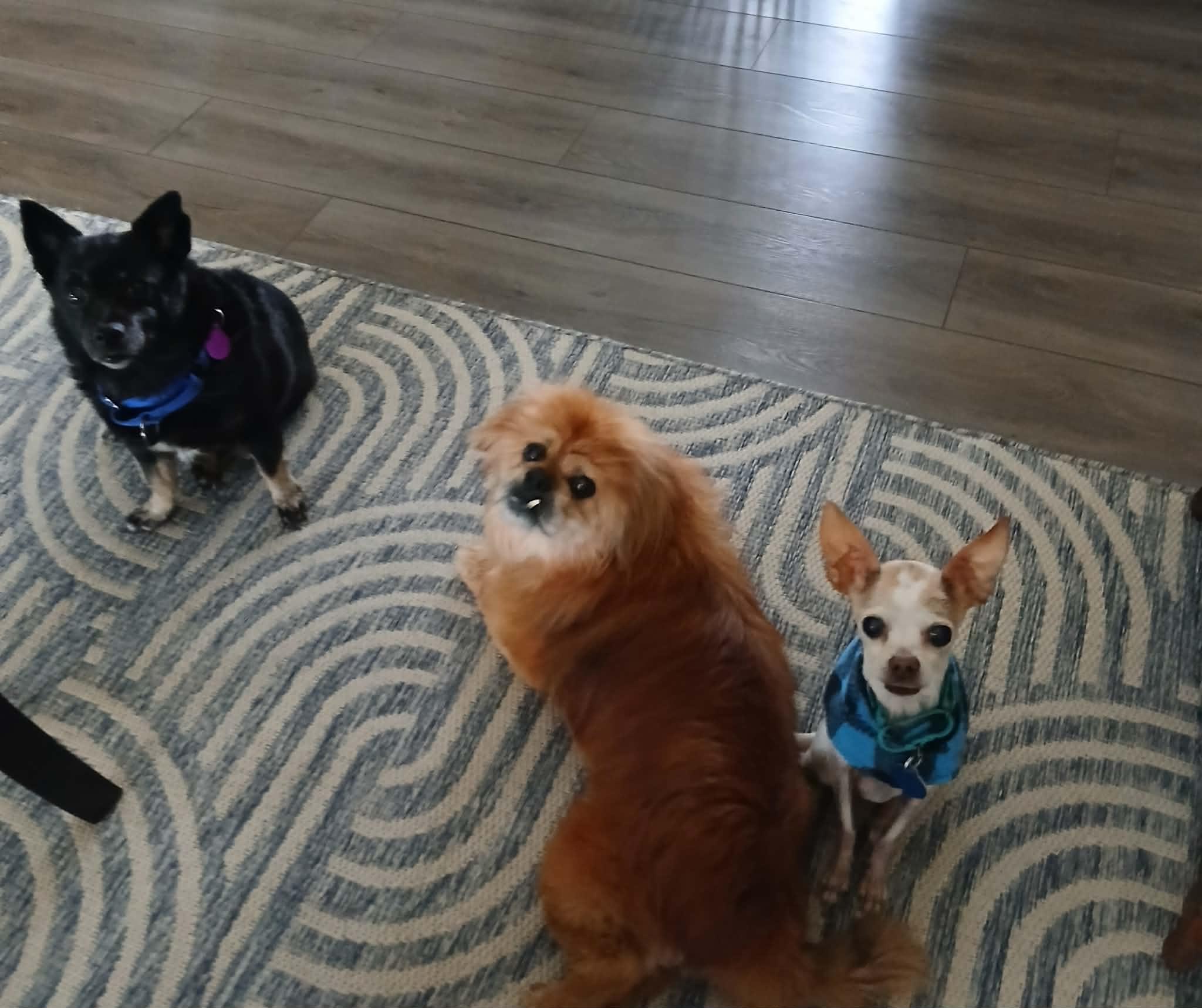 Enlarge Angel, a ADOPTABLE Chihuahua in Linwood, MI image 4/5