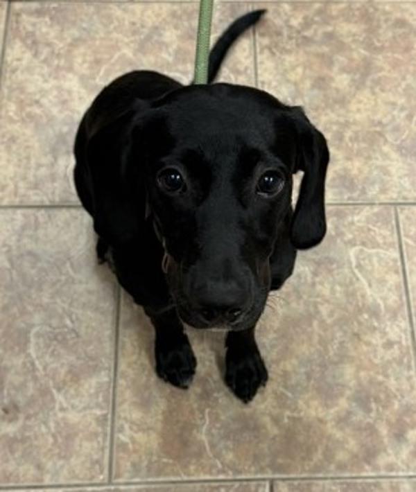 Jae Jae, Adoptable, Young Female Hound.