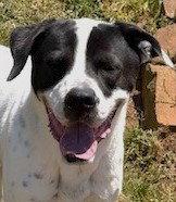 Klondike, a Adoptable Anatolian Shepherd in Carrollton, GA image 1/3