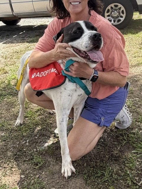 Klondike, a Adoptable Anatolian Shepherd in Carrollton, GA image 3/3