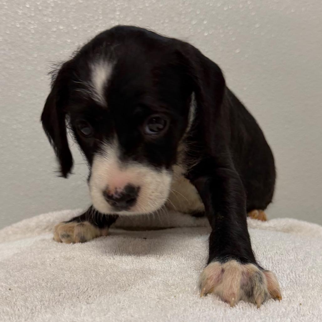 Angus, Adoptable, Puppy Male Cavalier King Charles Spaniel & Pit Bull Terrier.