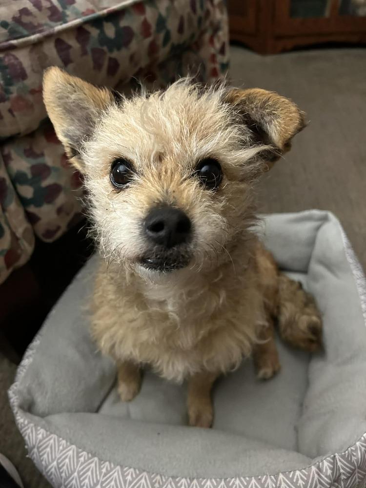Fran, Adopted, Adult Female Terrier.