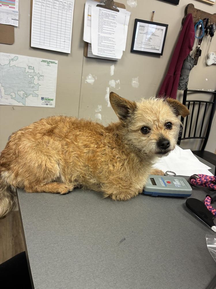 Fran, a Adopted mixed breed in Fremont, NE image 2/2