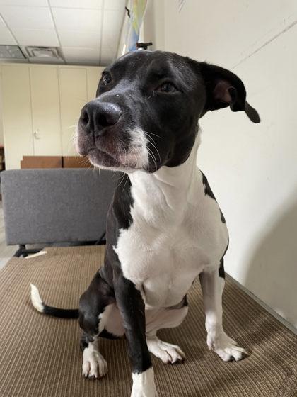 Etta, Adoptable, Adult Female Pit Bull Terrier & Mixed Breed.