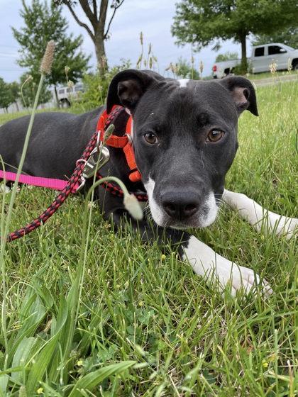 Etta, a Adoptable mixed breed in South Bend, IN image 2/3