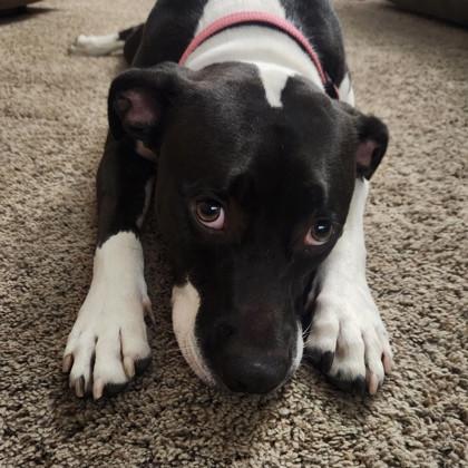 Enlarge Etta, a Adoptable mixed breed in South Bend, IN image 2/3