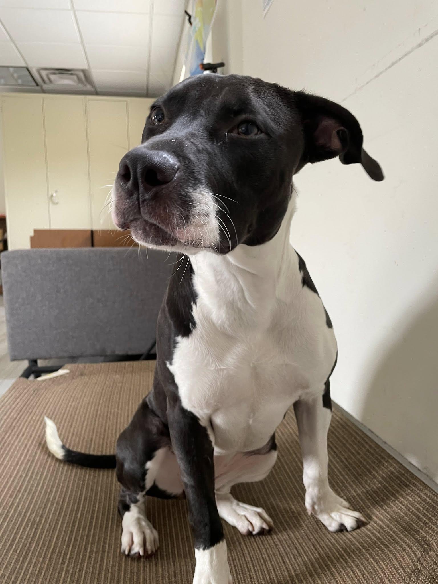 Etta, a Adoptable mixed breed in South Bend, IN image 3/3
