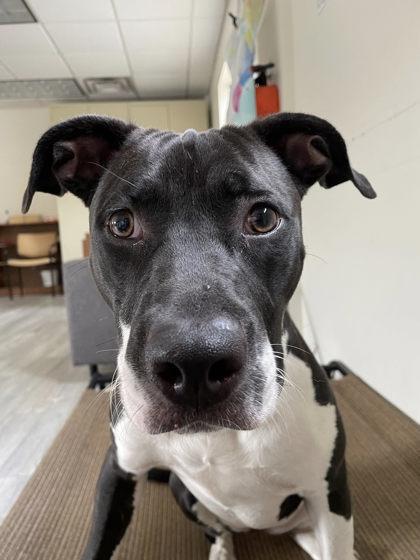 Etta, a Adoptable mixed breed in South Bend, IN image 2/3
