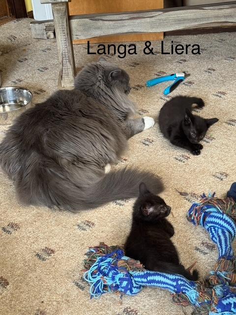 LANGA and LIERA