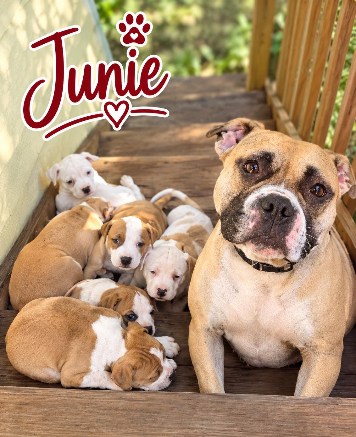 Enlarge Junie B Jones, a Adoptable mixed breed in Elburn, IL image 2/5