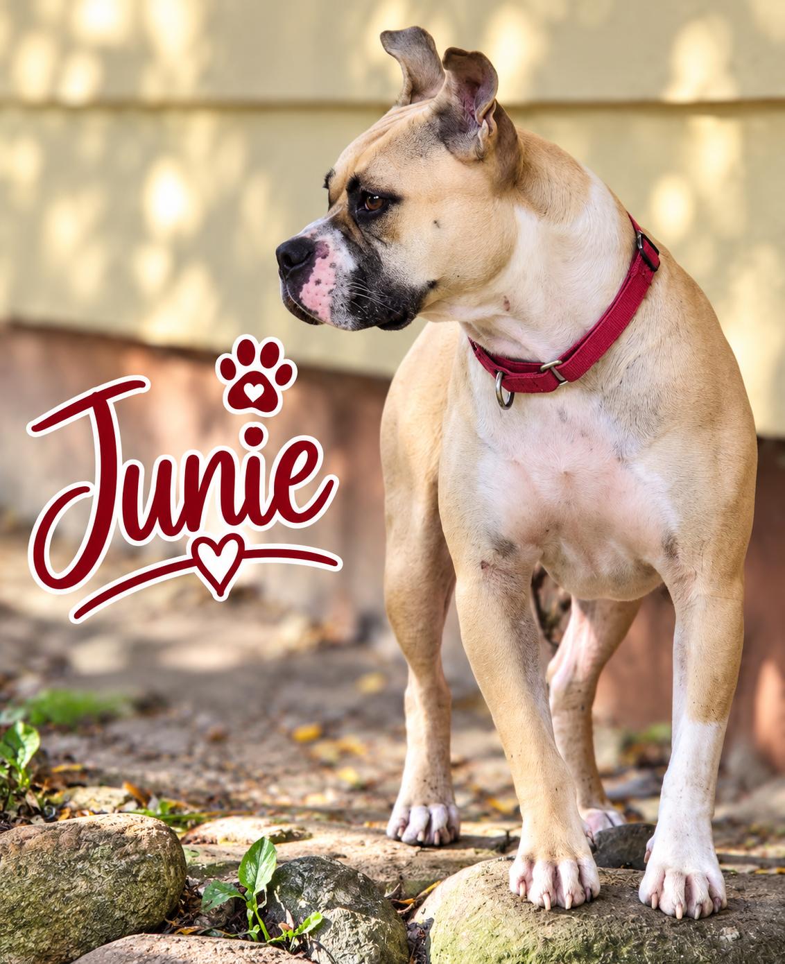 Enlarge Junie B Jones, a Adoptable mixed breed in Elburn, IL image 1/5