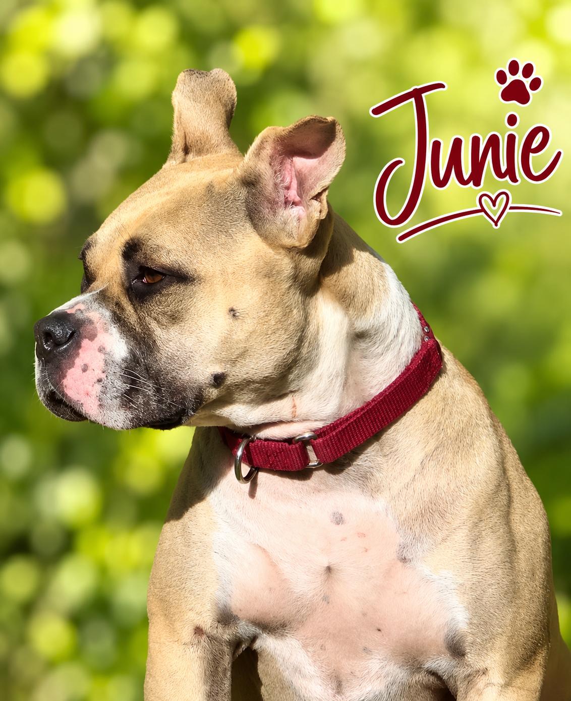 Enlarge Junie B Jones, a Adoptable mixed breed in Elburn, IL image 5/5