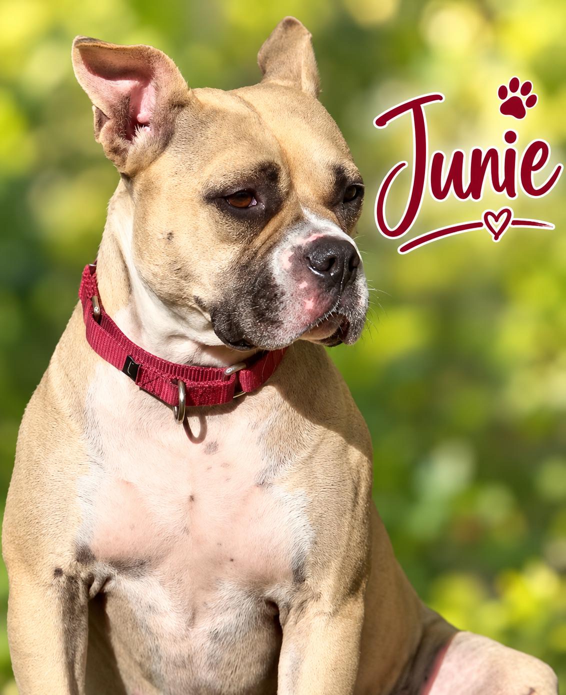 Enlarge Junie B Jones, a Adoptable mixed breed in Elburn, IL image 4/5