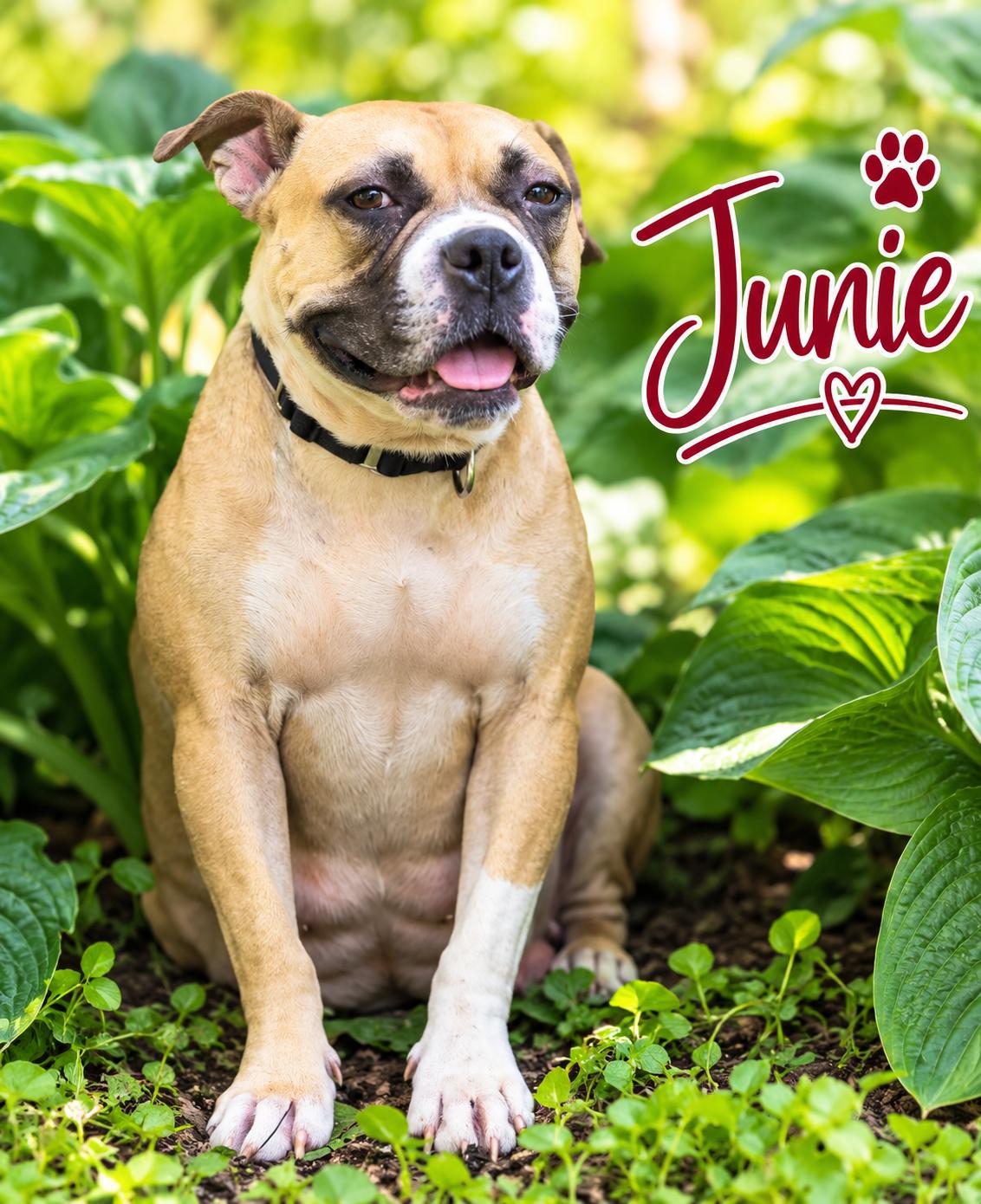 Enlarge Junie B Jones, a Adoptable mixed breed in Elburn, IL image 3/5