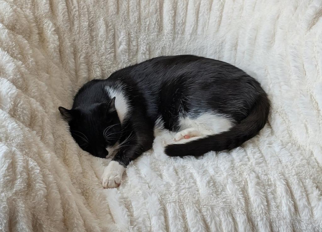 Enlarge Rain25, a Adoptable mixed breed in Youngsville, NC image 2/5