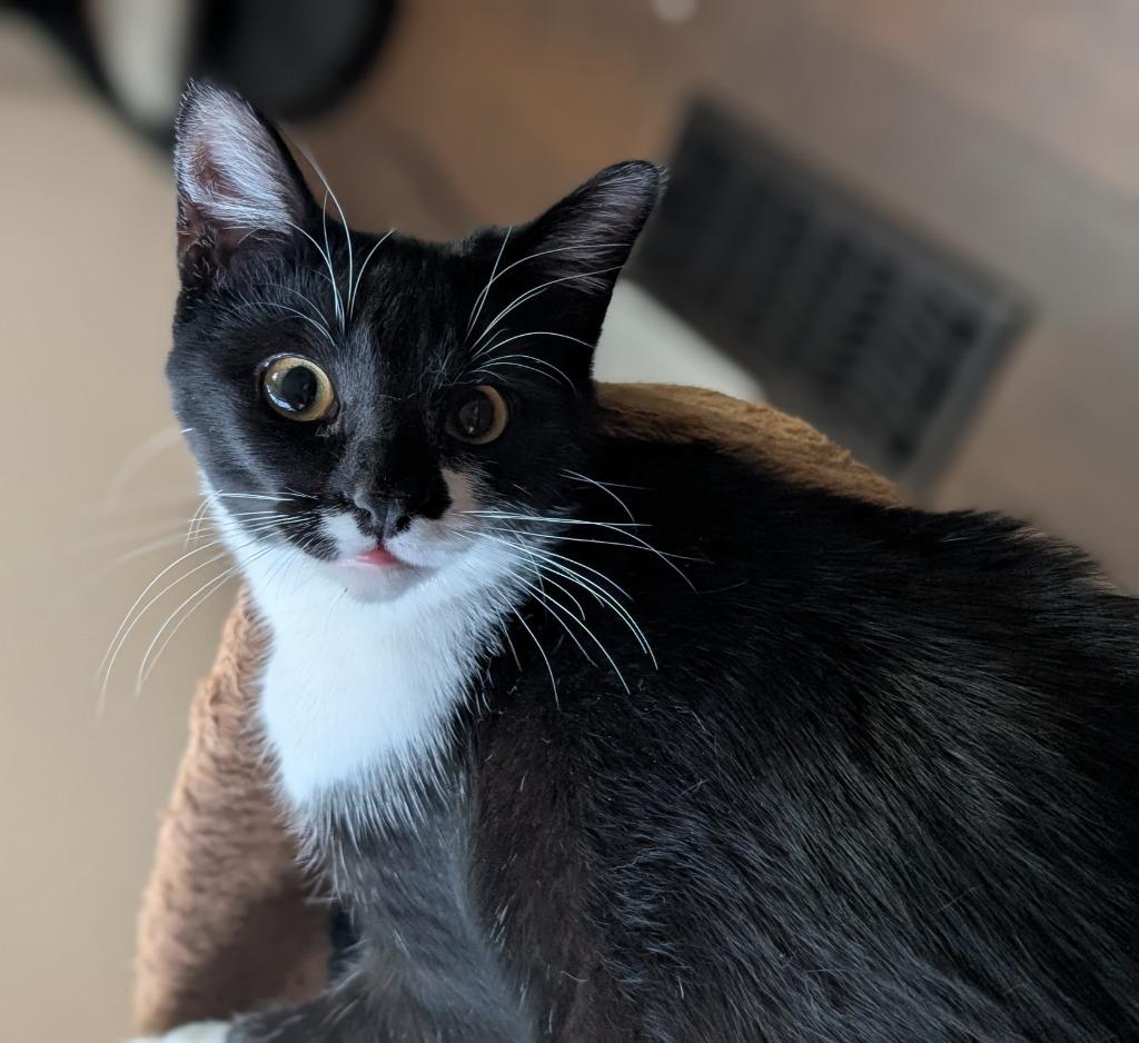 Enlarge Rain25, a Adoptable mixed breed in Youngsville, NC image 3/5