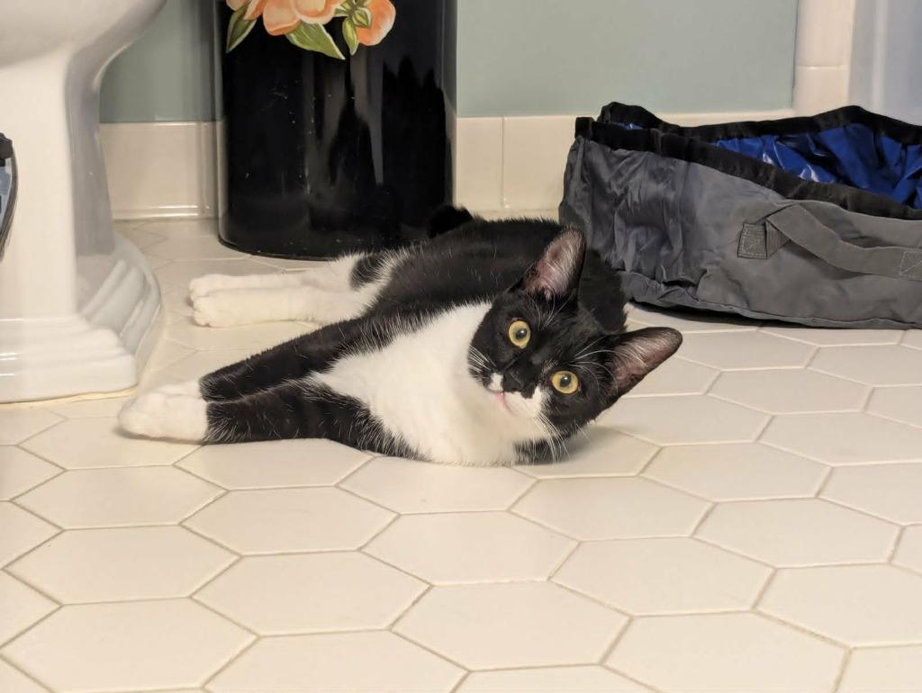 Enlarge Rain25, a Adoptable mixed breed in Youngsville, NC image 1/4