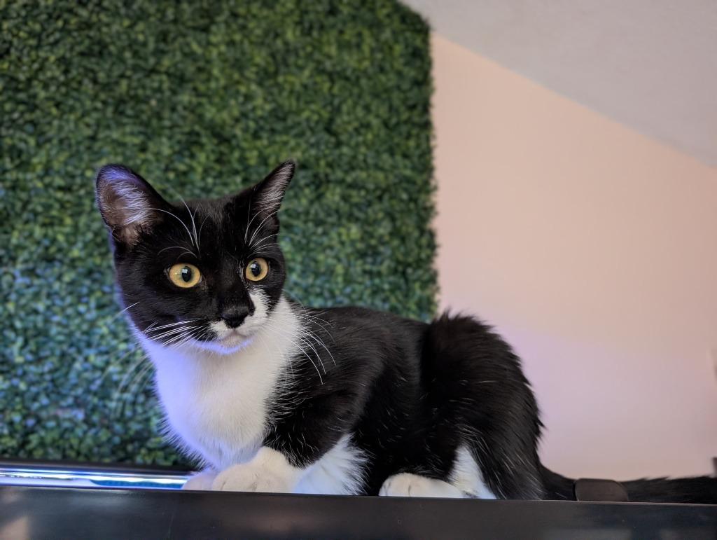 Enlarge Rain25, a Adoptable mixed breed in Youngsville, NC image 4/5