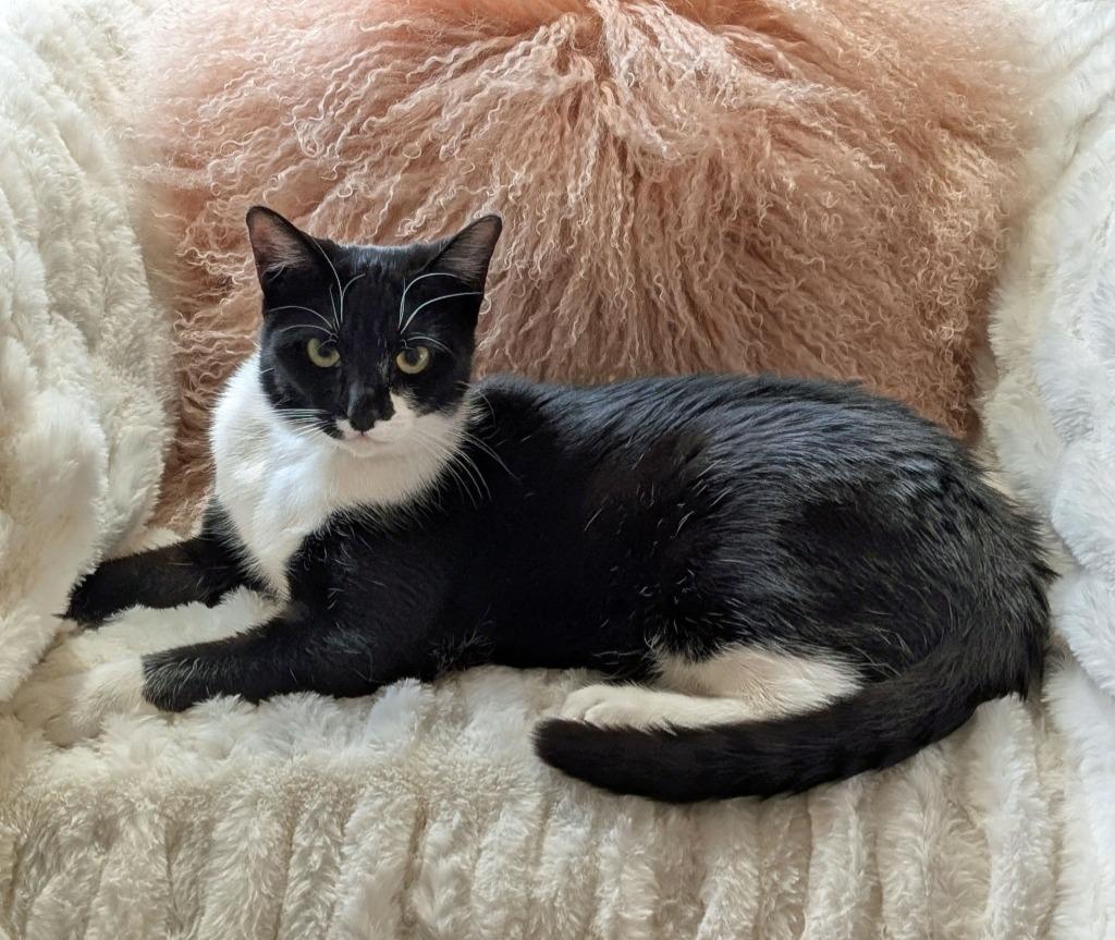 Enlarge Rain25, a Adoptable mixed breed in Youngsville, NC image 5/5