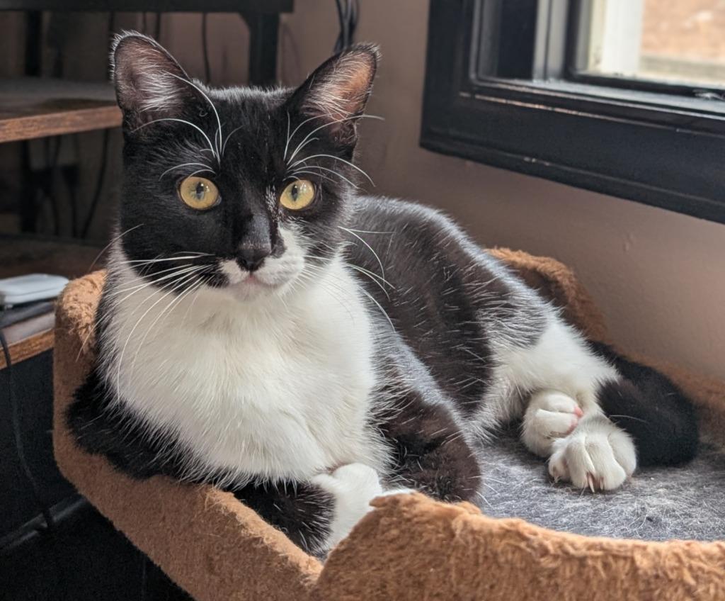 Rain25, Adoptable, Kitten Female Domestic Short Hair.