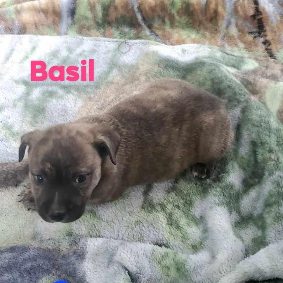 Basil, an adoptable Australian Cattle Dog / Blue Heeler in Sagle, ID, 83860 | Photo Image 5
