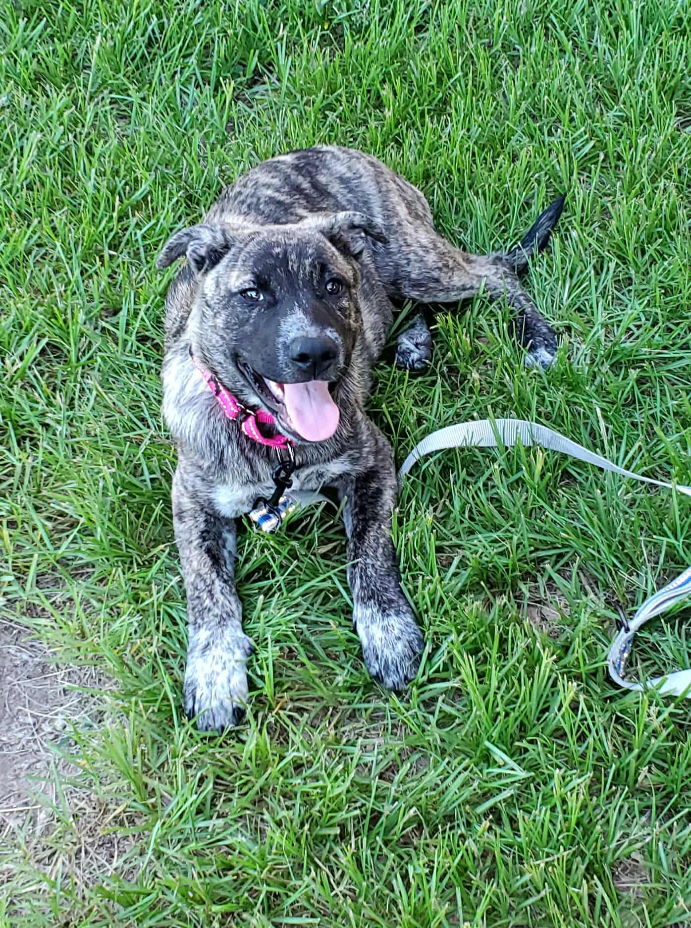 Basil, an adoptable Australian Cattle Dog / Blue Heeler in Sagle, ID, 83860 | Photo Image 3