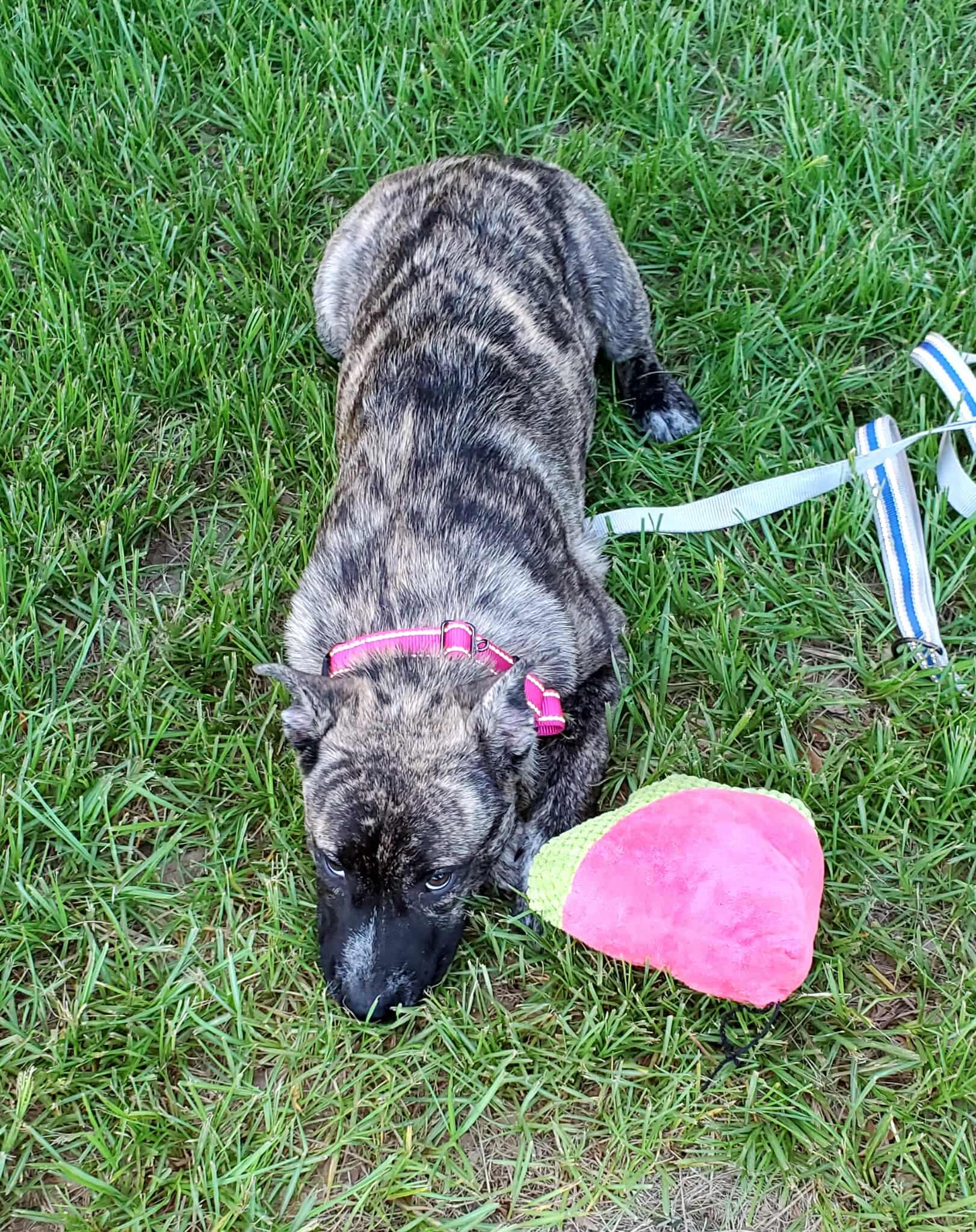 Basil, an adoptable Australian Cattle Dog / Blue Heeler in Sagle, ID, 83860 | Photo Image 1