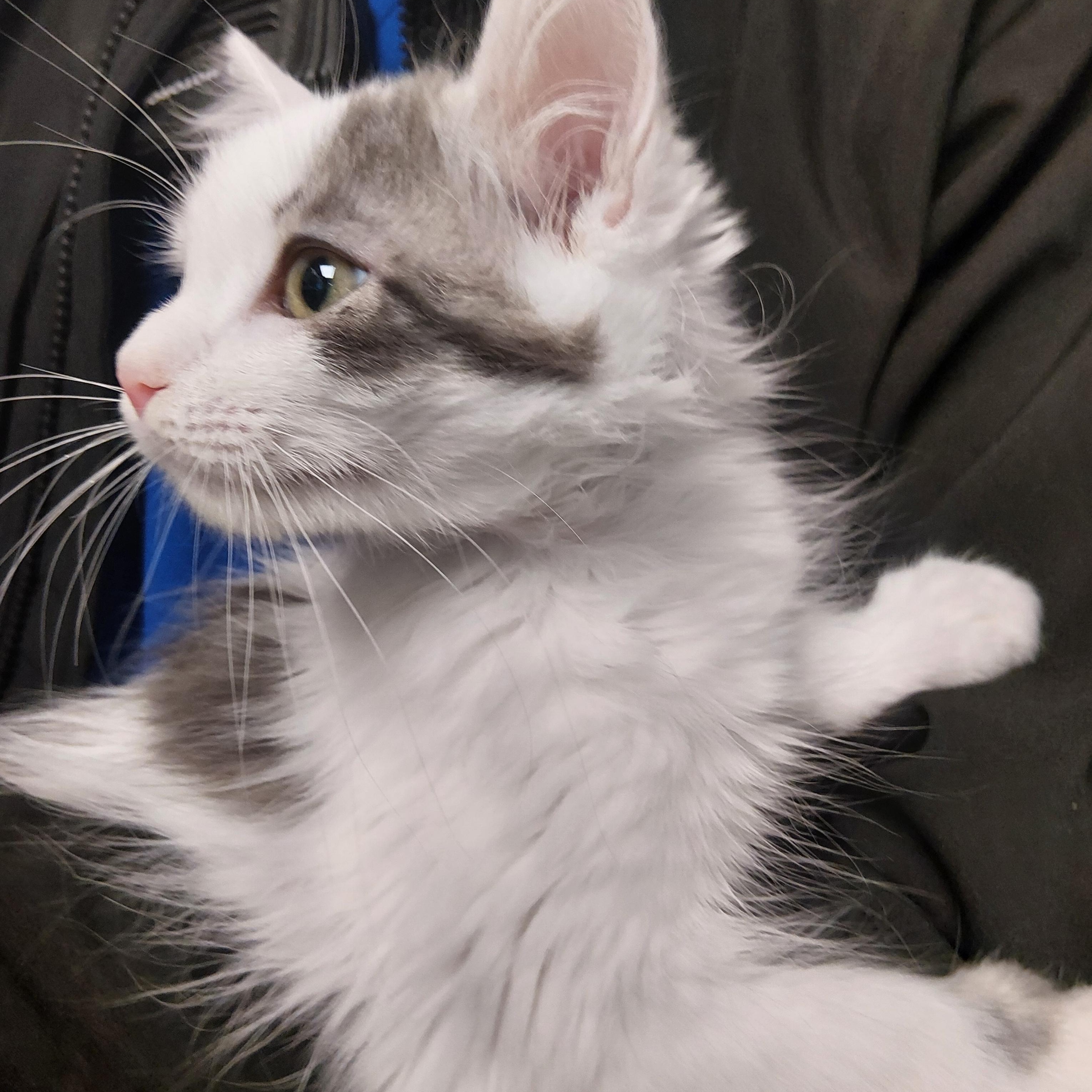 Enlarge Patch, a ADOPTABLE Domestic Long Hair in Liberty, MO image 2/3