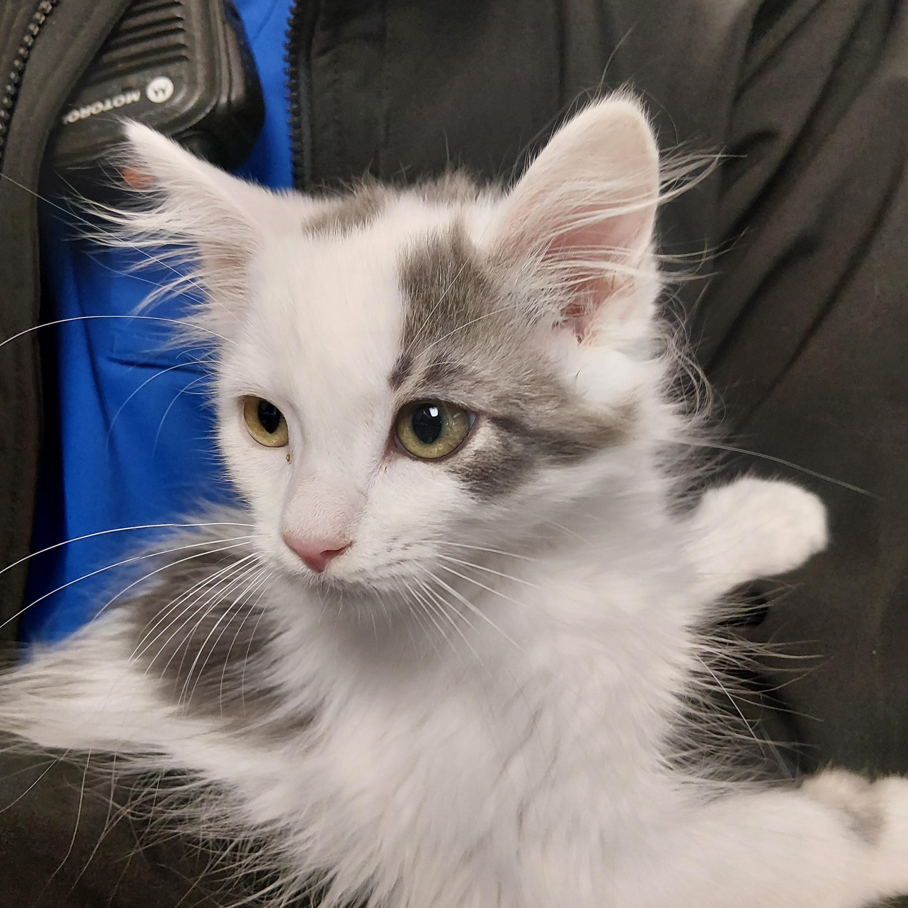 Patch, ADOPTABLE, Kitten Male Domestic Long Hair.