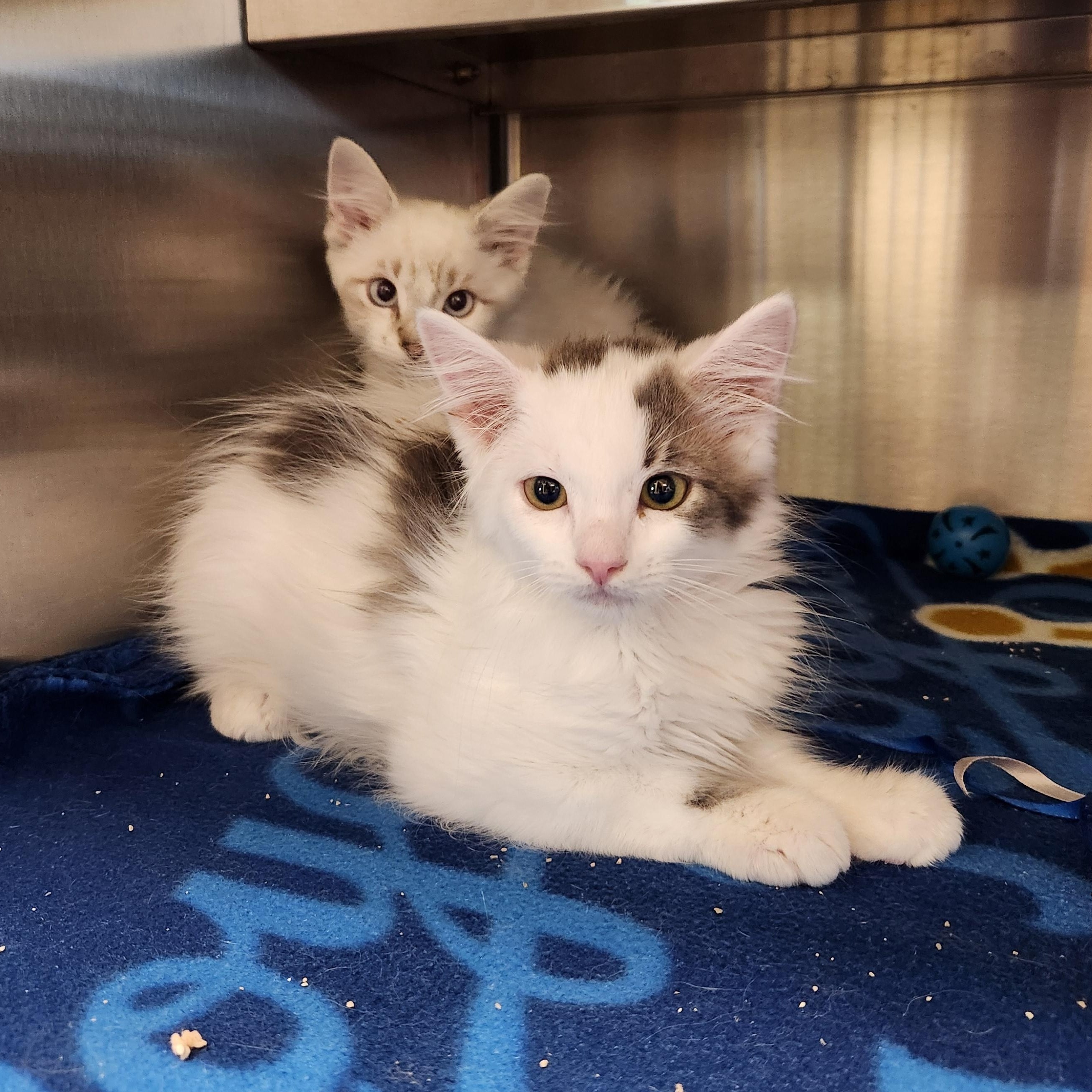 Enlarge Patch, a ADOPTABLE Domestic Long Hair in Liberty, MO image 3/3